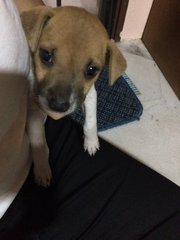 Mixed Breed Pup - Mixed Breed Dog