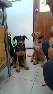 Brann &amp; Arya - Labrador Retriever Mix Dog