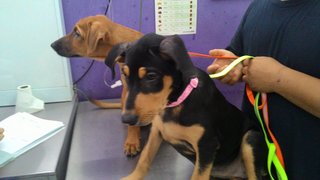 Brann &amp; Arya - Labrador Retriever Mix Dog