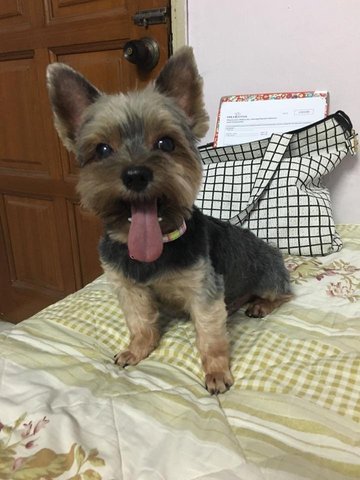 Moselle - Yorkshire Terrier Yorkie Dog