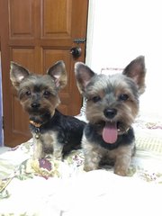 Moselle - Yorkshire Terrier Yorkie Dog