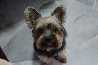 Moselle - Yorkshire Terrier Yorkie Dog