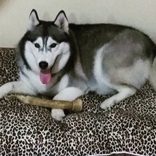 Mona - Alaskan Malamute Dog