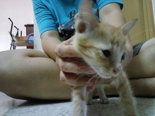 Ginger - Domestic Short Hair Cat