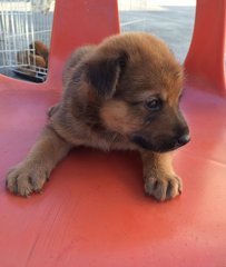 Anson - Mixed Breed Dog