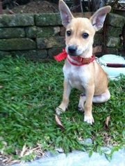 Puppy - Mixed Breed Dog