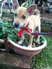 Puppy - Mixed Breed Dog