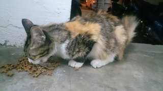 Long Hair Beauty - Domestic Long Hair Cat