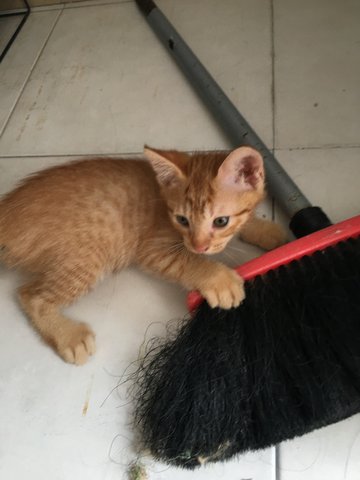 Smokey &amp; Fred - Domestic Medium Hair Cat