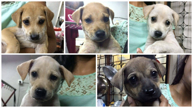 5 Adorable Pups - Mixed Breed Dog