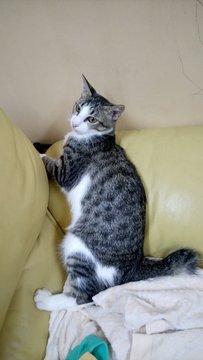 PF78711 - Domestic Short Hair Cat