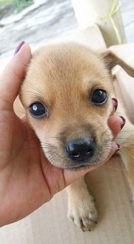 Little Maxxy - Mixed Breed Dog