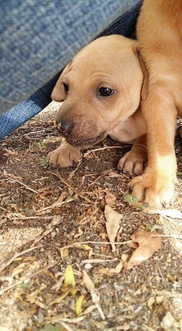 Brownie - Mixed Breed Dog