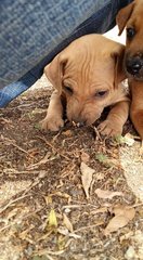 Brownie - Mixed Breed Dog