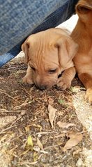 Brownie - Mixed Breed Dog