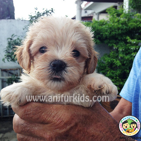 Adorable Maltese Mix Poodle Puppy - Maltese + Poodle Dog