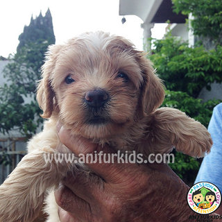 Adorable Maltese Mix Poodle Puppy - Maltese + Poodle Dog