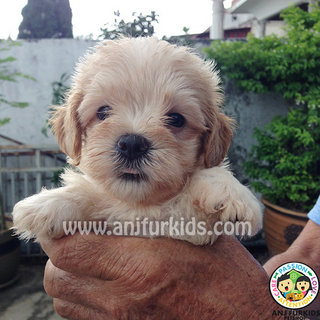 Adorable Maltese Mix Poodle Puppy - Maltese + Poodle Dog