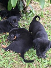 A scrum of pups!