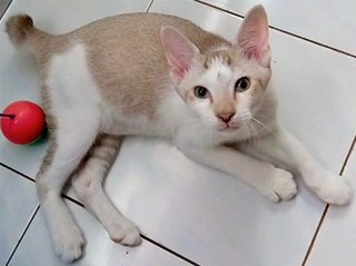 Vinko - Domestic Short Hair Cat