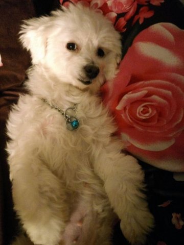 Suki - Maltese + Poodle Dog