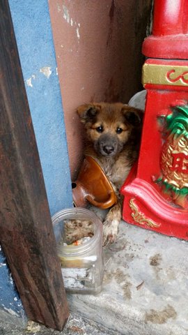 Mixed Breed Puppies In Serdang - Mixed Breed Dog