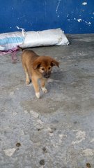 Mixed Breed Puppies In Serdang - Mixed Breed Dog