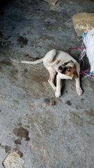 Mixed Breed Puppies In Serdang - Mixed Breed Dog