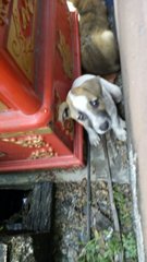 Mixed Breed Puppies In Serdang - Mixed Breed Dog