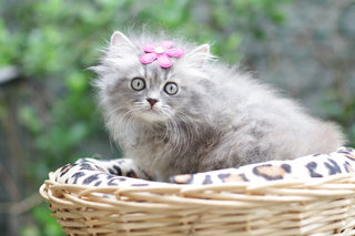 Abby - Persian Cat