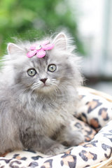 Abby - Persian Cat