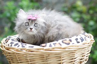 Abby - Persian Cat