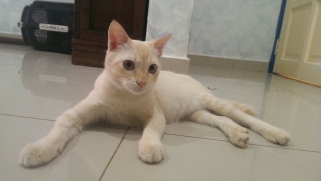 Kanna Boy - Domestic Medium Hair Cat