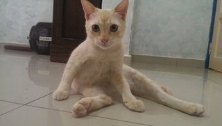 Kanna Boy - Domestic Medium Hair Cat