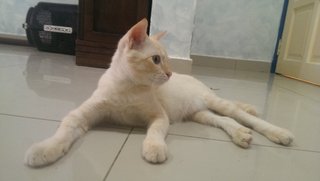 Kanna Boy - Domestic Medium Hair Cat