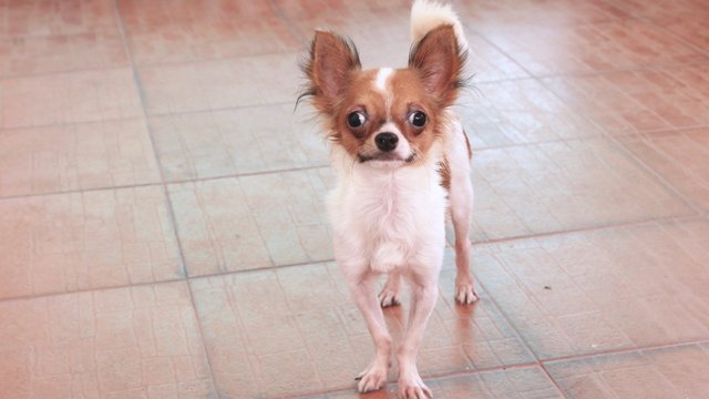 &quot;Mojo&quot; Lc Chihuahua - Chihuahua Dog