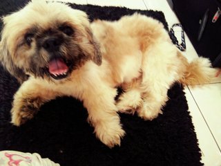 Fluffy - Shih Tzu Dog