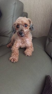 Angel - Poodle Dog