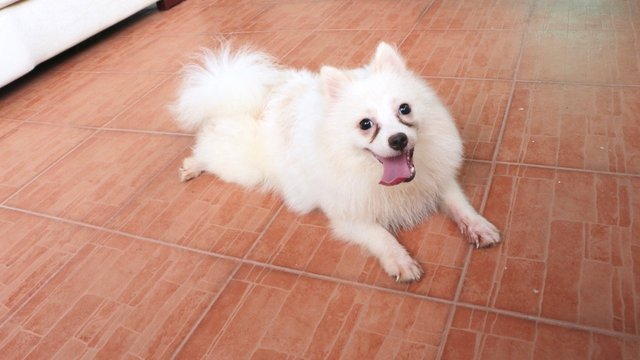 White Spitz Pom &quot;Boy Boy&quot; - Pomeranian + Spitz Dog