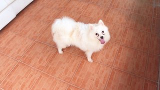 White Spitz Pom &quot;Boy Boy&quot; - Pomeranian + Spitz Dog