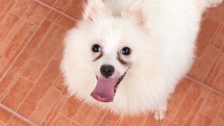 White Spitz Pom &quot;Boy Boy&quot; - Pomeranian + Spitz Dog