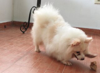 White Spitz Pom &quot;Boy Boy&quot; - Pomeranian + Spitz Dog