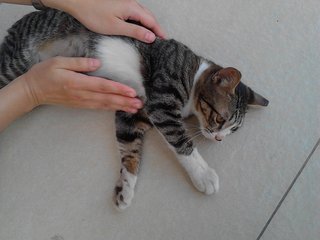 Stocking - Domestic Short Hair Cat