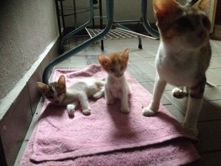 2 Kittens &amp; Mum 03-80215800 - Tabby Cat