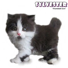 Slyvester - Persian Cat