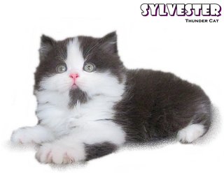 Slyvester - Persian Cat