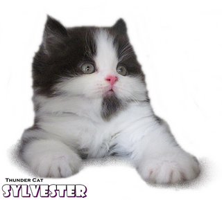 Slyvester - Persian Cat