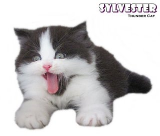 Slyvester - Persian Cat