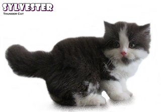 Slyvester - Persian Cat