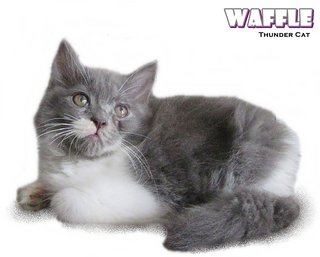 Waffle (Ragamuffin Mix Persian) - Ragamuffin + Persian Cat